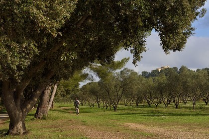 France, Var, Iles d'Hyeres, Parc National de Port Cros (National park of Port Cros), Porquerolles island, planting varied species of olive trees and the castle Sainte-Agathe in the background