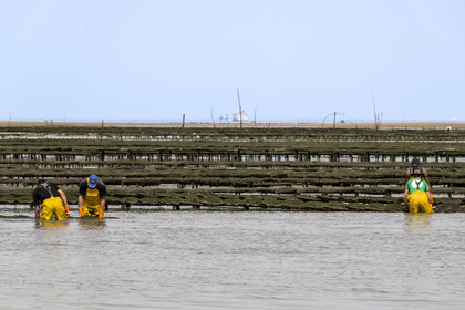 France, Charente Maritime, Oleron island, Dolus d’Oléron, maintenance of oyster beds in the Marennes-Oléron basin in the Pertuis d'Antioche at low tide