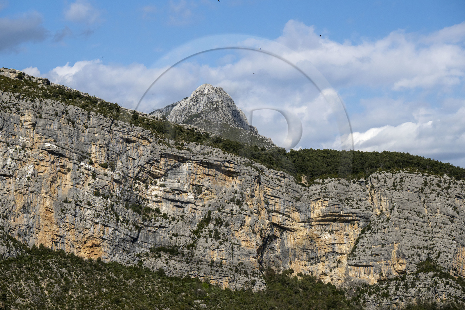 France, Alpes-de-Haute-Provence (04), Parc Naturel Régional du Verdon, Grand Canyon du Verdon, La-Palud-Sur-Verdon, falaises de la Dent d'Aire et Vautour fauve (Gyps fulvus) en vol