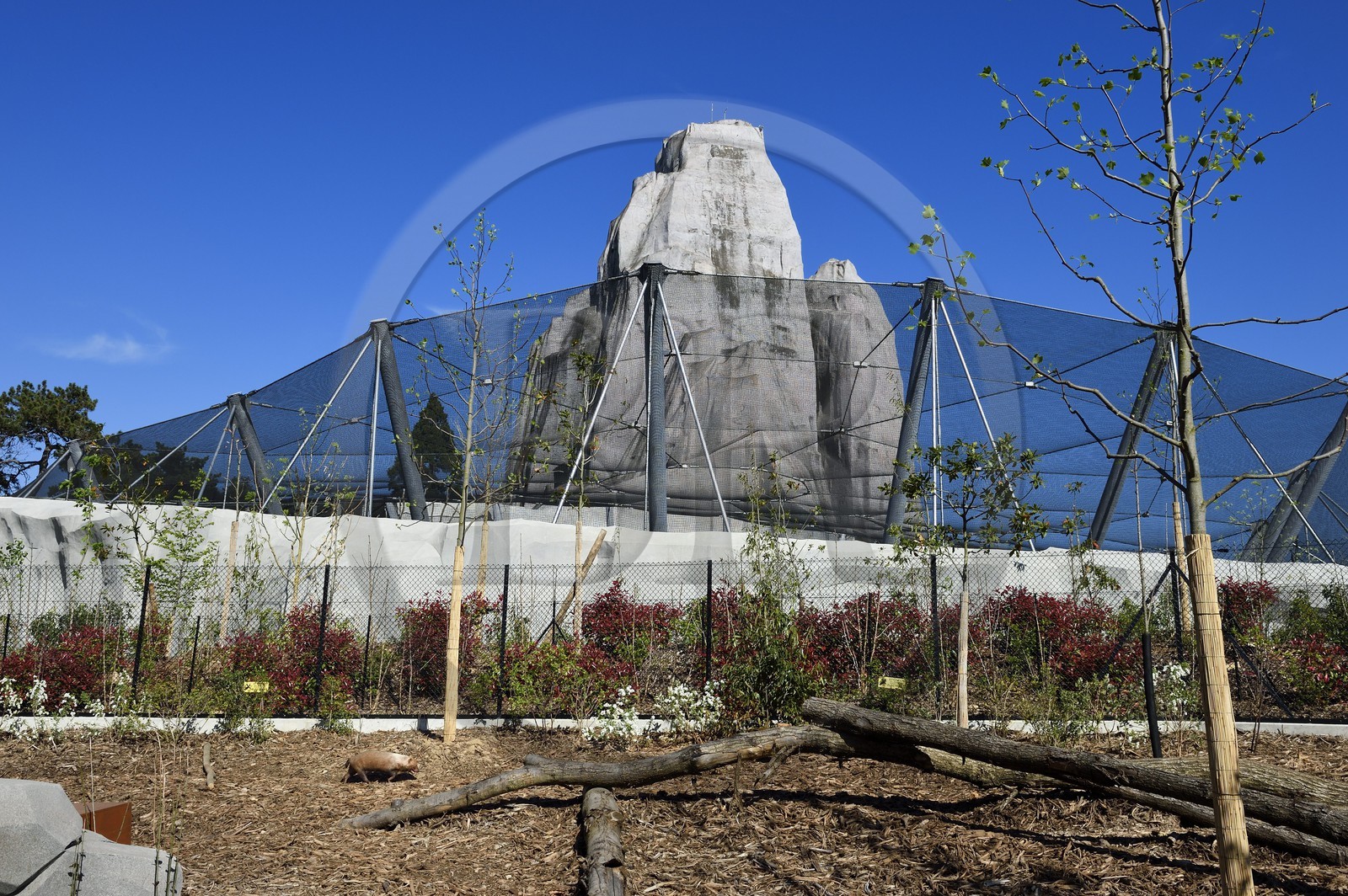 France, Paris (75), Le Parc zoologique de Paris (Zoo de Vincennes), chien des buissons (Speothos venaticus) dans la biozone Guyane, en arrière plan la grande volière et le Grand Rocher qui est l’emblème du zoo depuis 1934