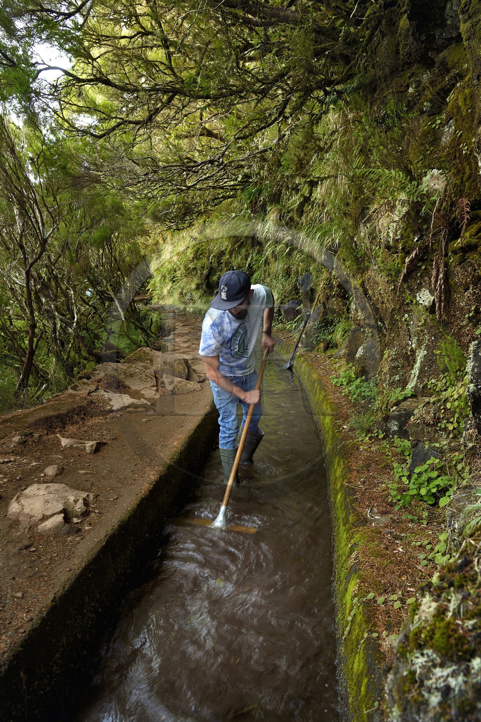 Portugal, Madeira Island, hike in the forest of Rabaçal by the levada do Alecrim, one of the countless irrigation canals that guide the water from the highlands to the cultivated terraces in the south, the levadero Wilson Andrade curing the levada