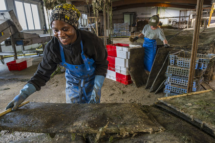 France, Finistère (29), Pays des Abers,  Lannilis, viviers et parc à huitres Prat-Ar-Coum, entreprise ostréicole de la famille d’Yvon Madec sur l'Aber Benoit, Halima, et Catia en arrière plan, travaillent à la mise en poche de la criblure de naissains d’huitres