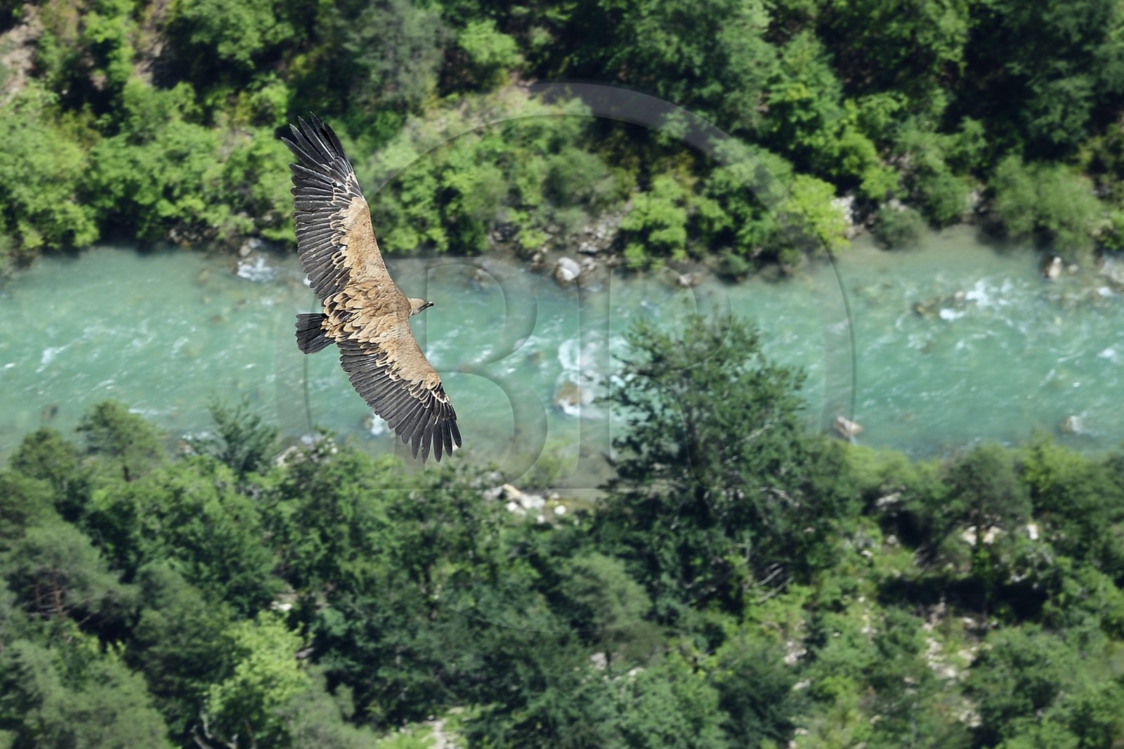 France, Alpes-de-Haute-Provence (04), Parc Naturel Régional du Verdon, Grand Canyon du Verdon, La-Palud-Sur-Verdon, point de vue de la Dent d’Aire, Vautour fauve (Gyps fulvus) en vol
