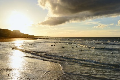 France, Calvados (14), Pays d'Auge, la côte Fleurie, Cabourg, goélands sur la plage de la station balnéaire au coucher de soleil