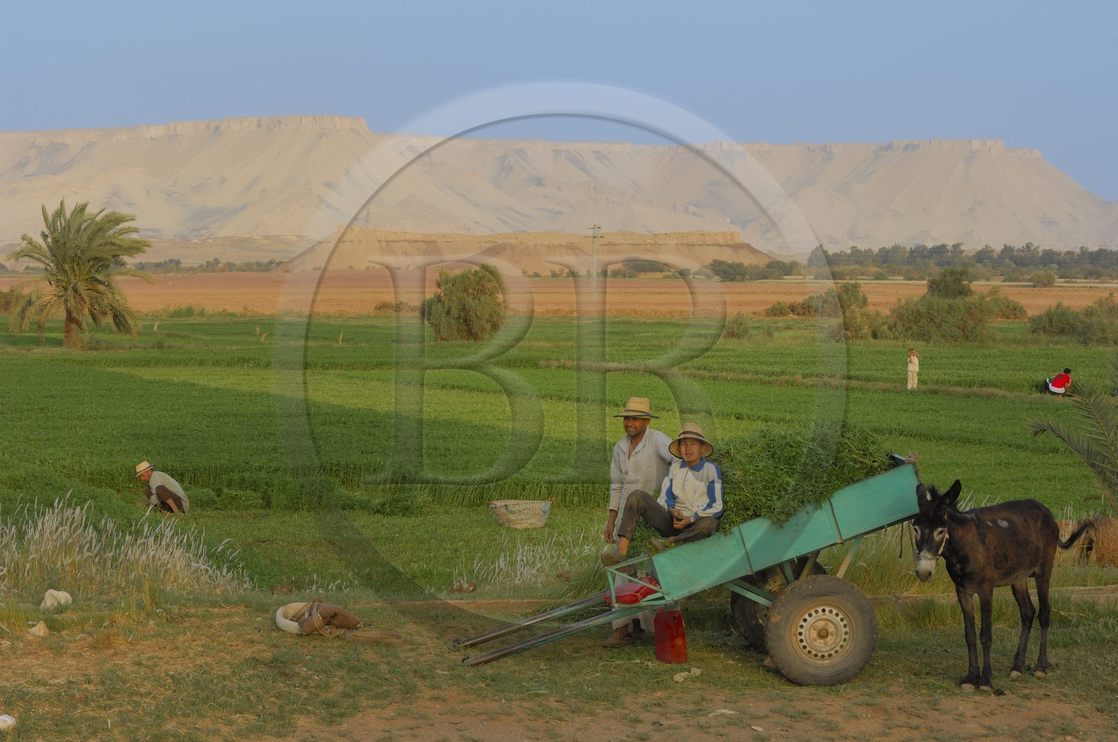 Egypt, Libyan Desert, Dakhla Oasis, town of Balat, field work