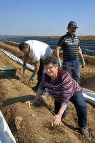 France, Bas-Rhin (67), Fessenheim-Le-Bas, récolte d'asperges blanches dans un champ de la Ferme Weckel, Hélène Weckel