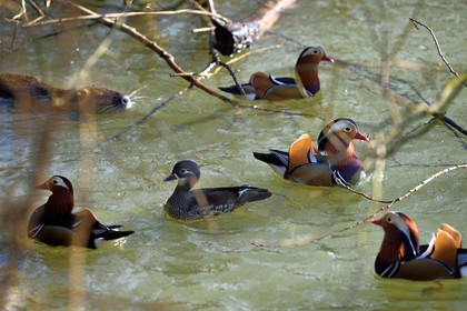 France, Val-de-Marne (94), les bords de Marne, Bry-sur-Marne, canards mandarins (Aix galericulata) et Ragondin (Myocastor coypus) en arrière plan