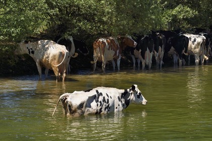 France, Meuse (55), Bannoncourt, vaches se baignant dans la Meuse
