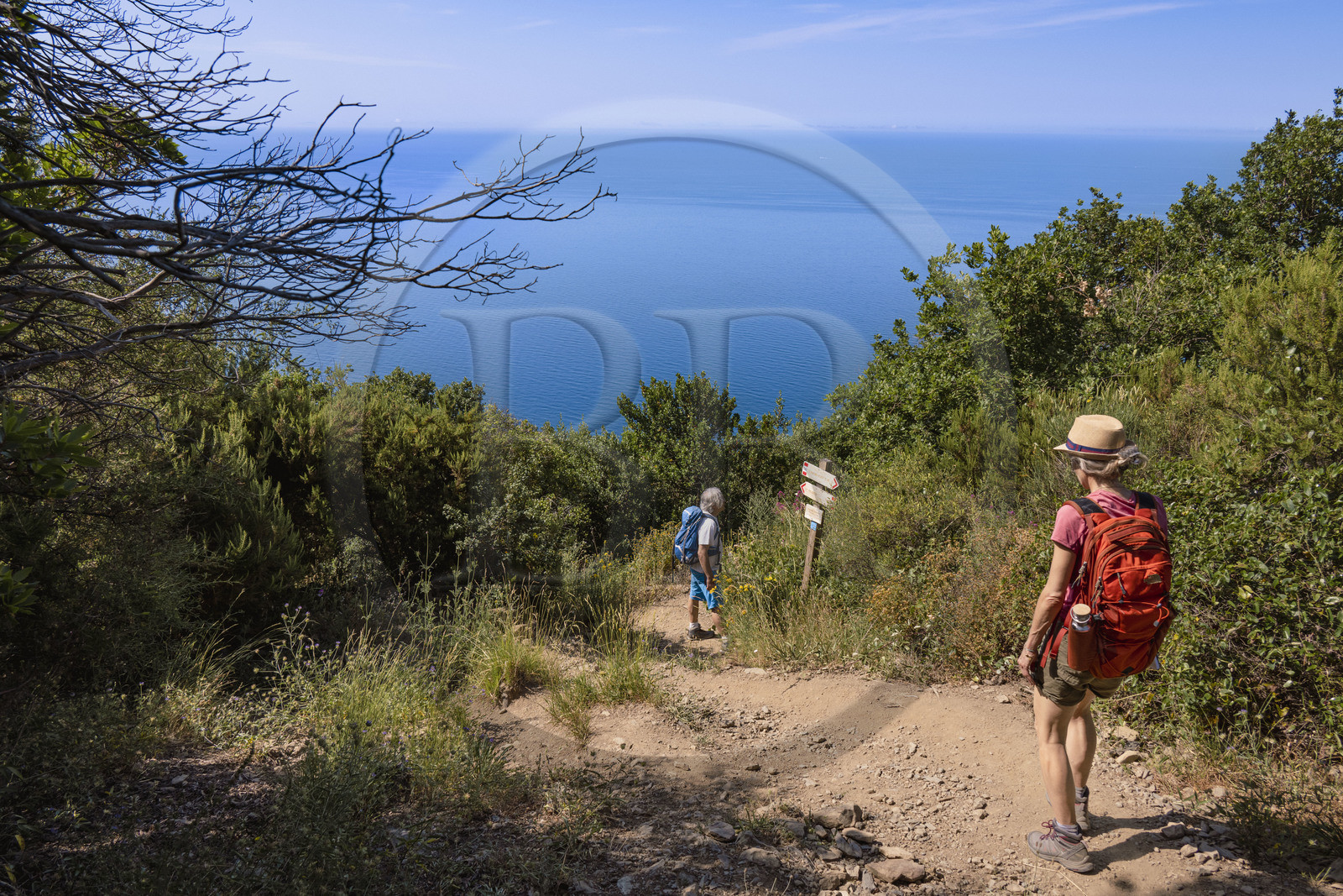 Italie, Ligurie, Cinque Terre, parc national des Cinque Terre classé Patrimoine Mondial de l'UNESCO, village de Monterosso al Mare, randonnée sur le sentier GR 582 entre le sanctuaire de Nostra Signora de Soviore et de Nostra Signora di Reggio sur les hauteurs de Vernazza