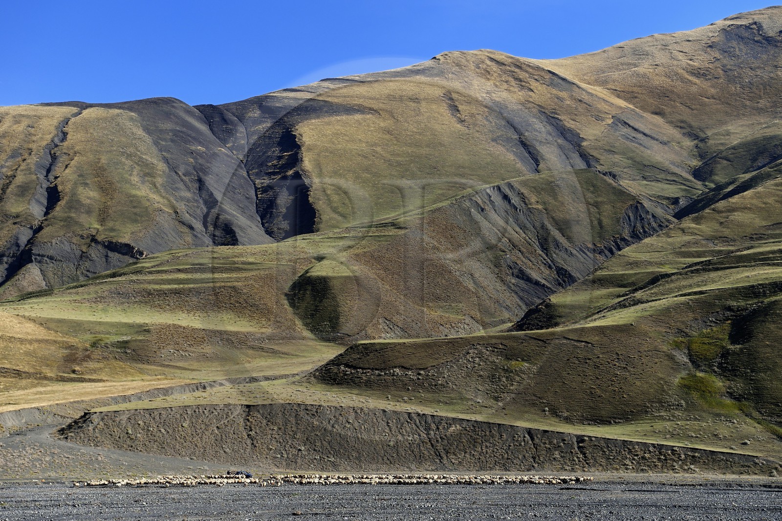 Azerbaïdjan, région de Quba (Guba), chaine de montagne du Grand Caucase, la vallée de la route Xinaliq Yolu vers Khinalug (Xinaliq), troupeau de moutons