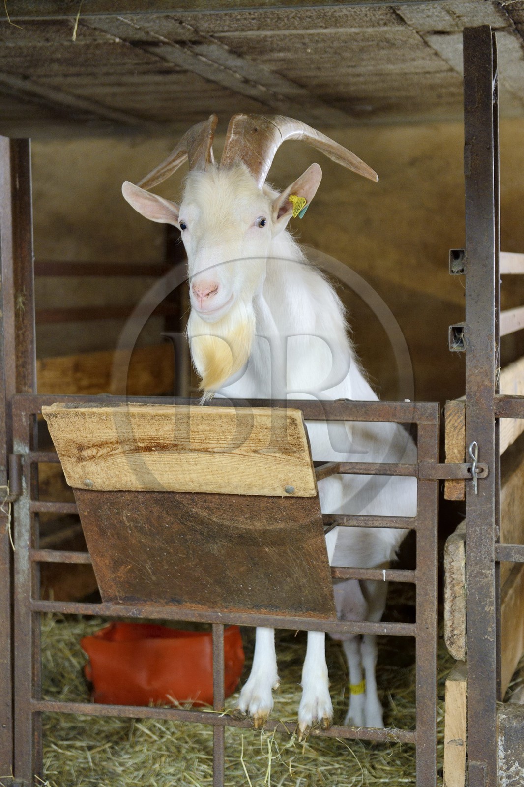 France, Loire (42), Parc Naturel Régional du Pilat, Pélussin, production par le GAEC de la Cabriole du fromage de chèvre Rigotte de Condrieu AOC, un bouc