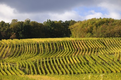 France, Bas-Rhin, Itterswiller, vineyard on the Alsace Wine Road