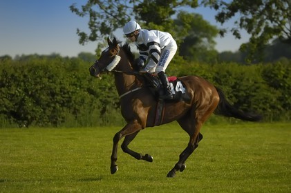 Republic of Ireland, County Meath, Ratoath, Fairyhouse racecourse, horse race