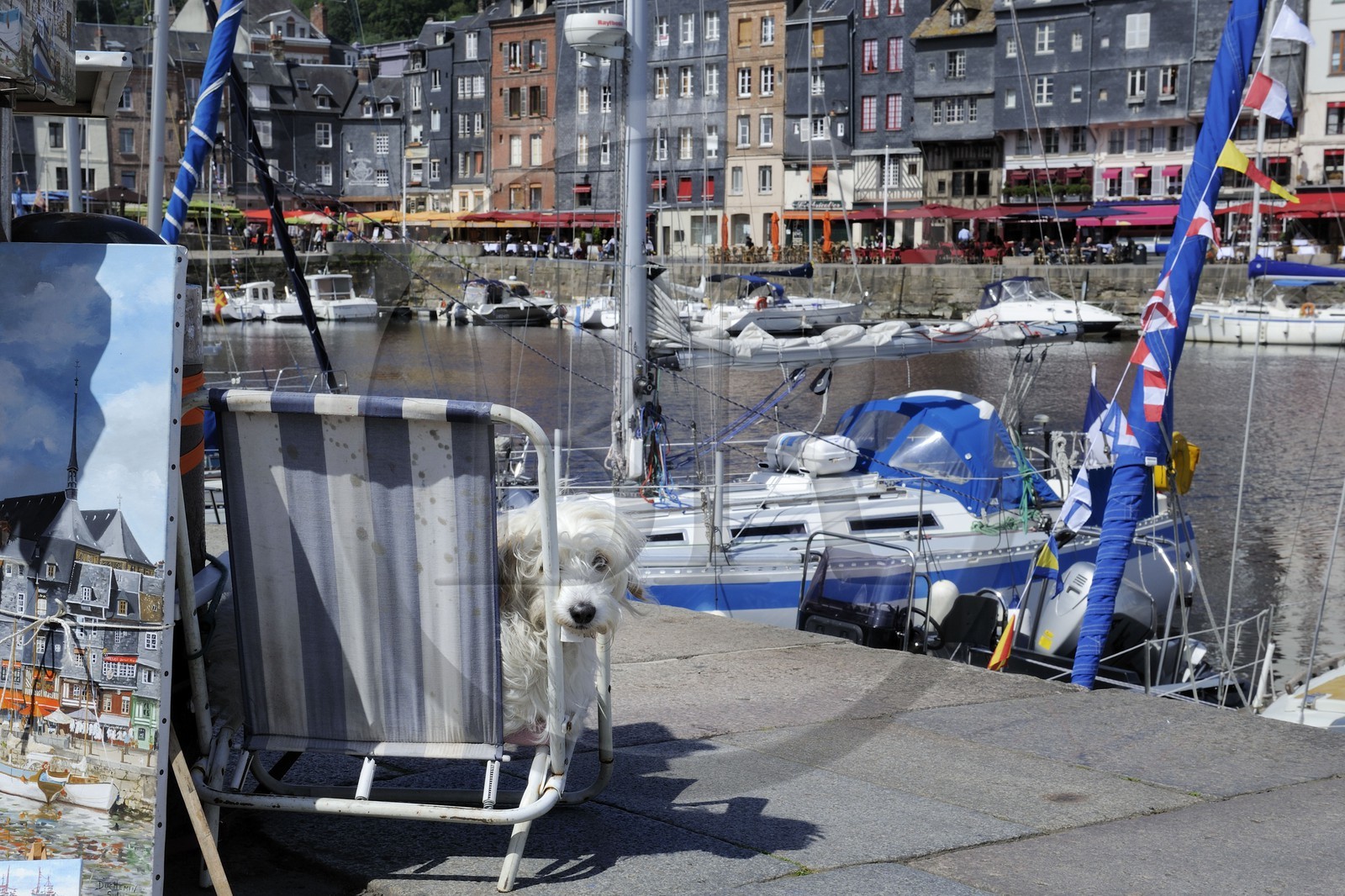 France, Calvados (14), Honfleur, le Vieux-Bassin, chien de peintre installé sur le quai