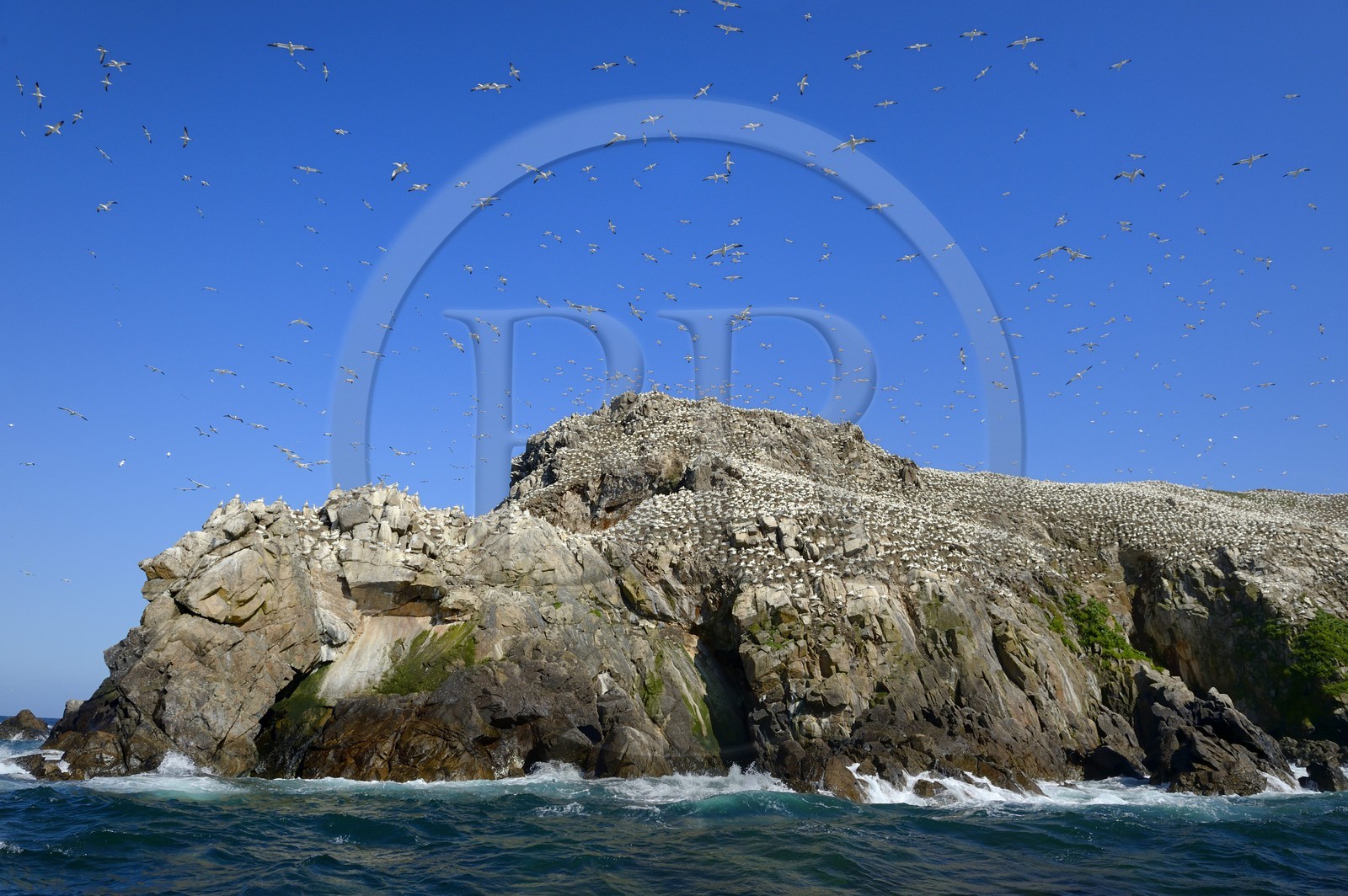 France, Côtes-d'Armor (22), Perros-Guirec, archipel et réserve ornithologique de Sept-Iles, Ile Rouzic, colonie de fous de Bassan (Morus bassanus), unique point de nidification en France pour plus de 20000 couples