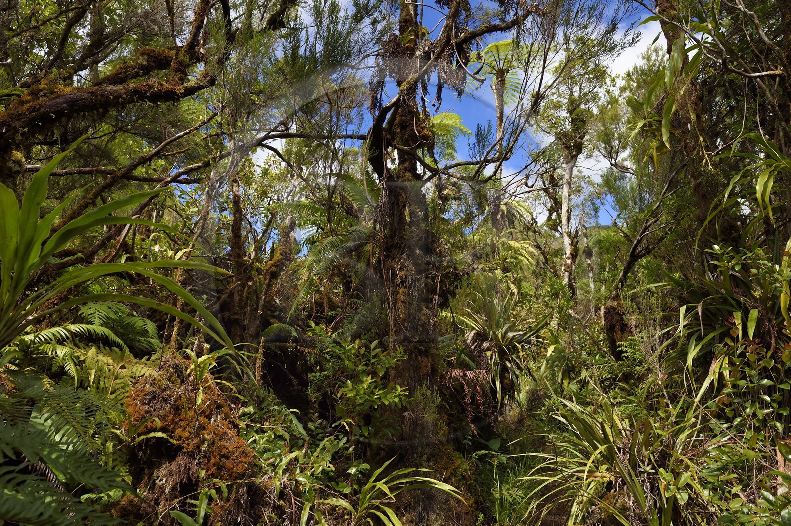 France, Ile de la Reunion, Saint Benoit, Parc national de La Reunion, classé Patrimoine Mondial de l'UNESCO, foret de Bébour, sentier de Bras Cabot