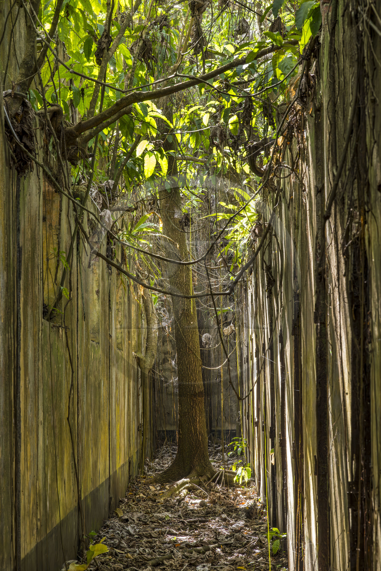 France, Guyane, Kourou, Iles du Salut, l'Ile Saint-Joseph, ruine du bagne consacré à la réclusion des prisonniers les plus difficiles