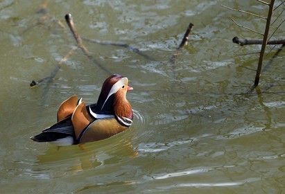France, Val-de-Marne (94), les bords de Marne, Bry-sur-Marne, canard mandarin mâle (Aix galericulata)