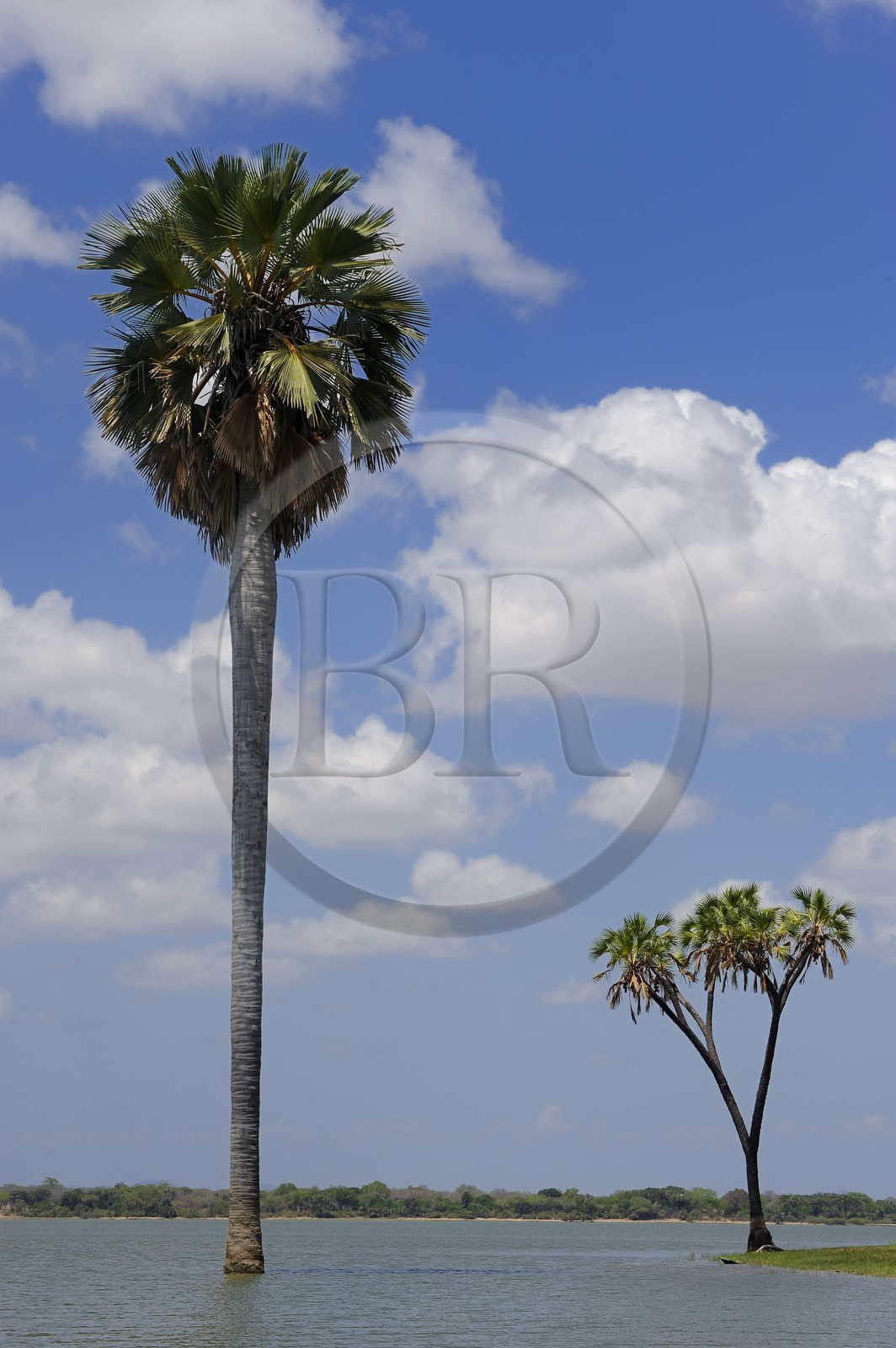 Tanzanie, Reserve de gibier de Selous une des plus grandes zones protégées au monde et inscrite sur la liste du patrimoine mondial de l’Unesco depuis 1982, rônier ou borasse (Palmyra Palm) est un genre de palmiers