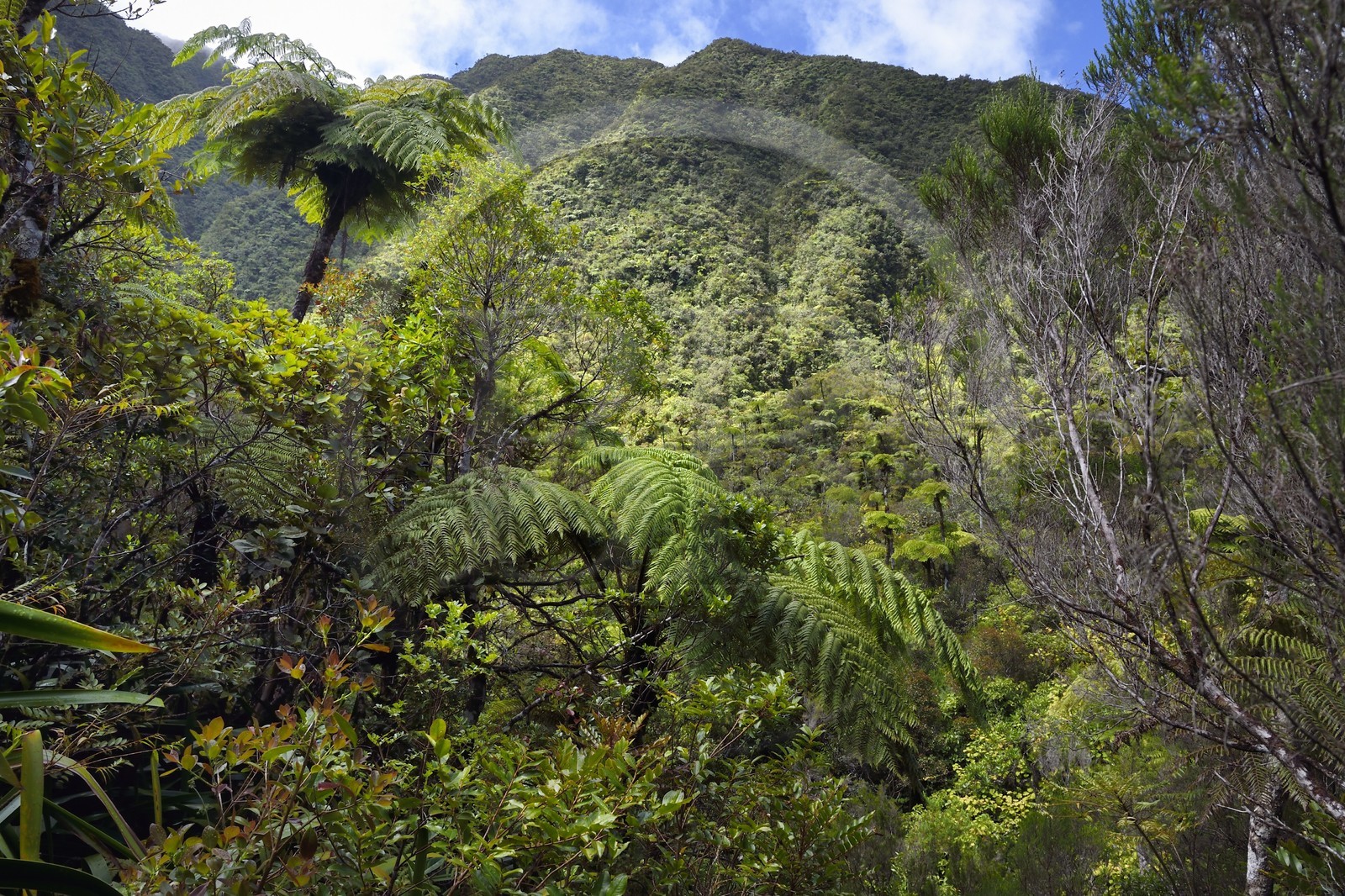 France, Ile de la Reunion, Parc National de la Réunion classé Patrimoine Mondial de l'UNESCO, La Plaine des Palmistes, forêt de Bébour, sentier de randonnée Cassé de Takamaka, fougères arborescentes (Cyathea glauca)