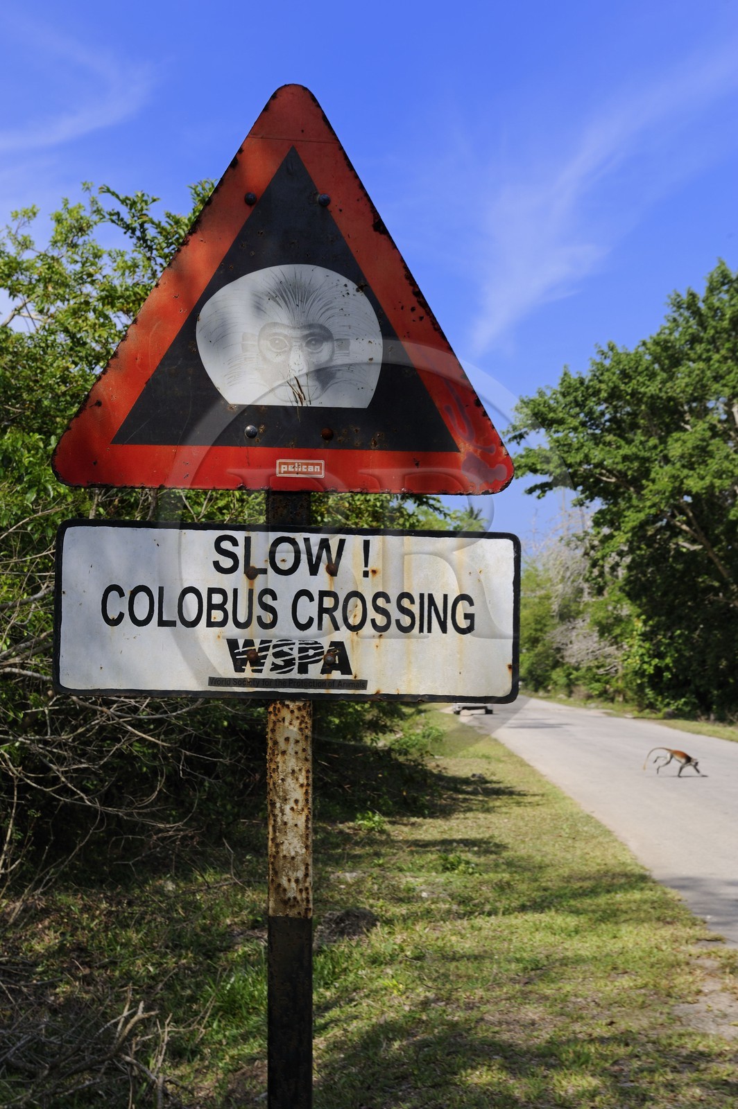 Tanzania, Zanzibar Archipelago, Unguja island (Zanzibar), the natural reserve of Jozani, red colobus monkeys crossing