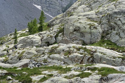 France, Alpes-Maritimes (06), parc national du Mercantour, vallée de la Valmasque, randonneurs et une étagne, bouquetin (Capra ibex) femelle des Alpes