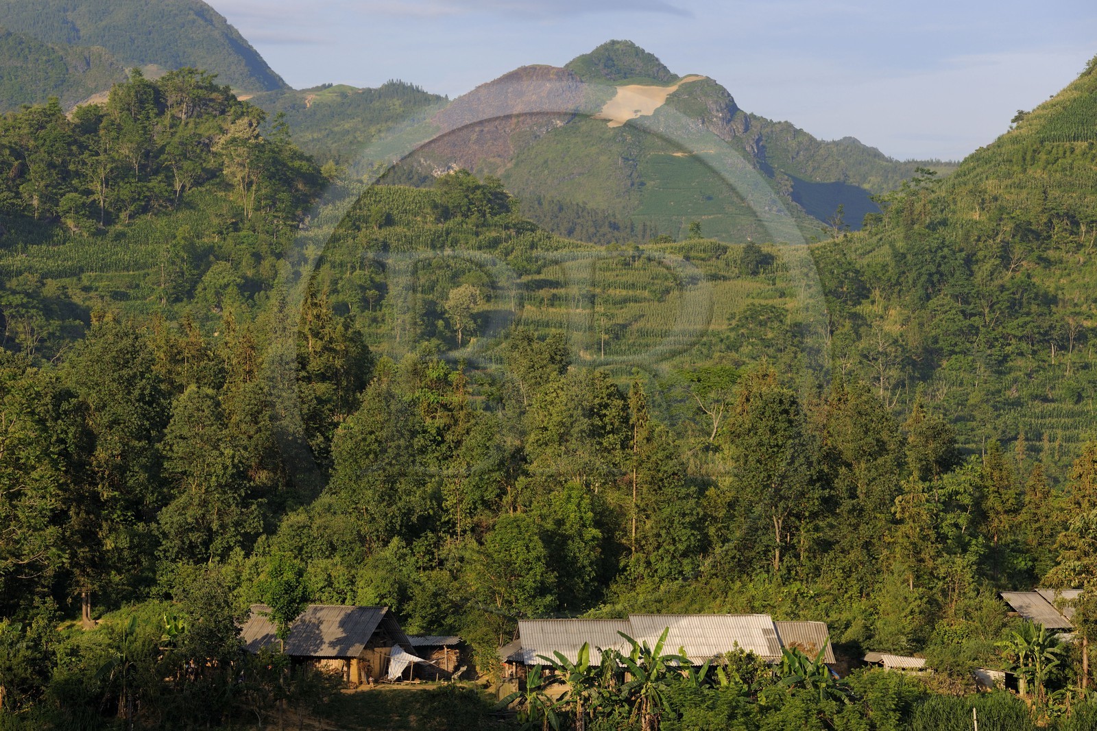 Vietnam, Lao Cai province, Bac Ha district, farm and corn fields