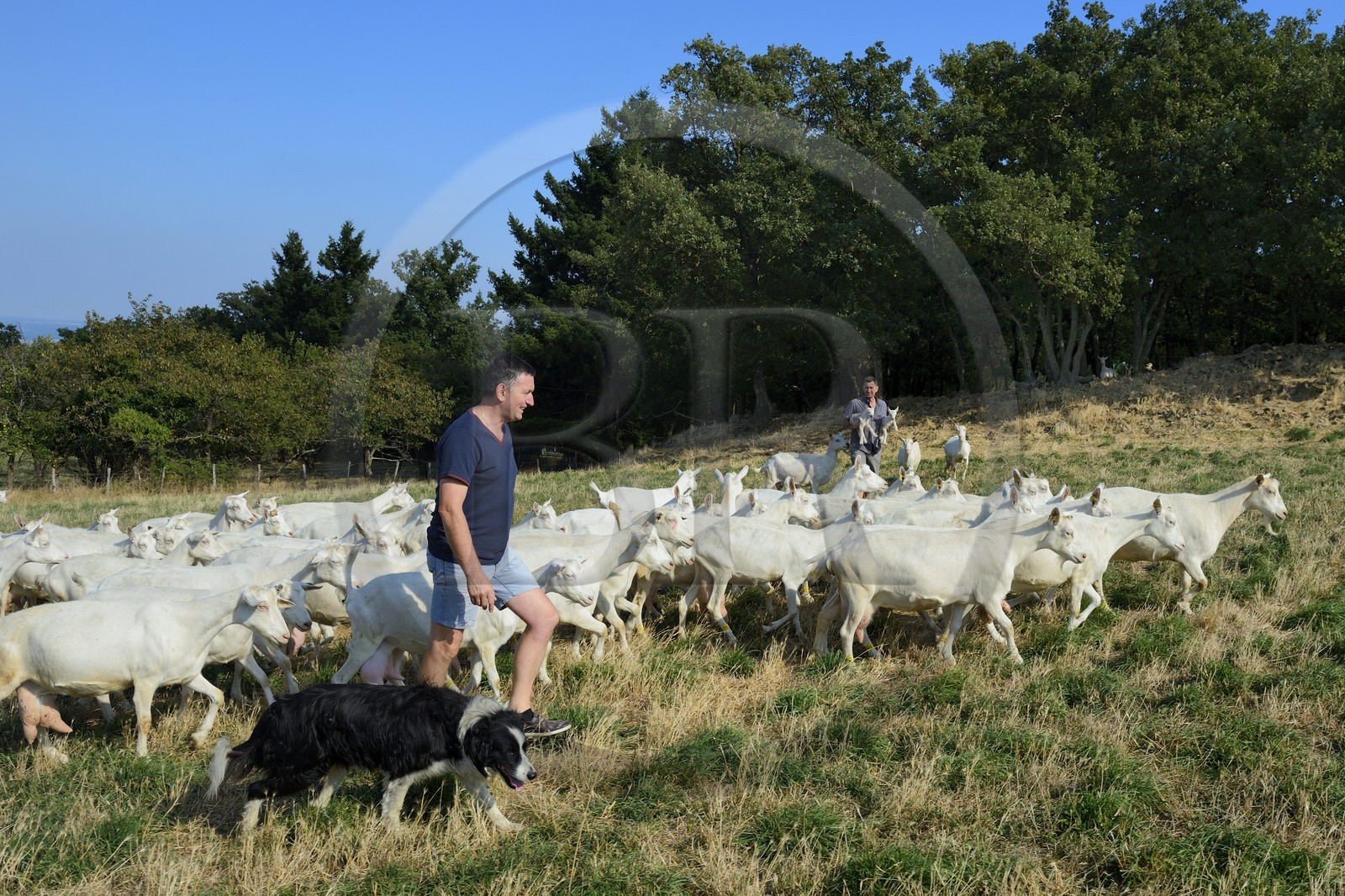 France, Loire, Parc Naturel Regional du Pilat (Natural Regional Park of Pilat), Pelussin, production by the GAEC de la Cabriole from Rigotte de Condrieu AOC goat cheese, the herd of goats from Claude and Andre Boucher, André Boucher with his dog