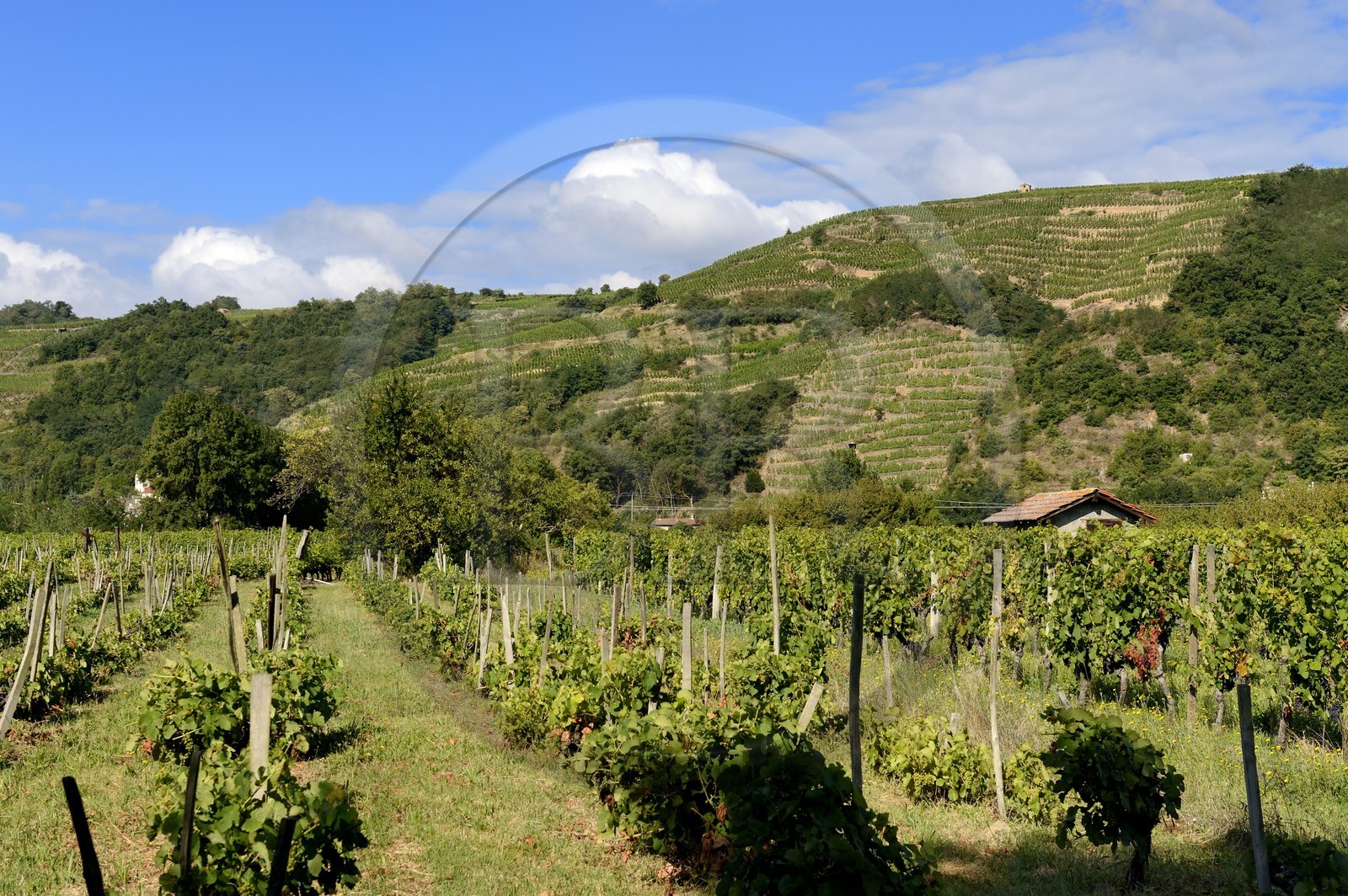 France, Loire (42), Parc Naturel Régional du Pilat, Chavanay, vignobles de la vallée du Rhône, le prestigieux vin de Condrieu en arrière plan et vin de pays des collines rhodaniennes en premier plan
