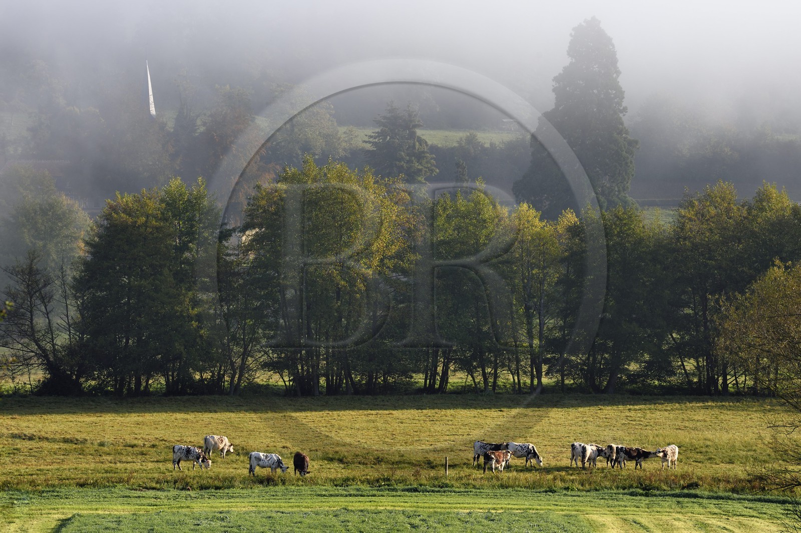 France, Calvados, Pays d'Auge, Saint Germain de Livet, herd of cows and the bell tower of the Saint John church in the background