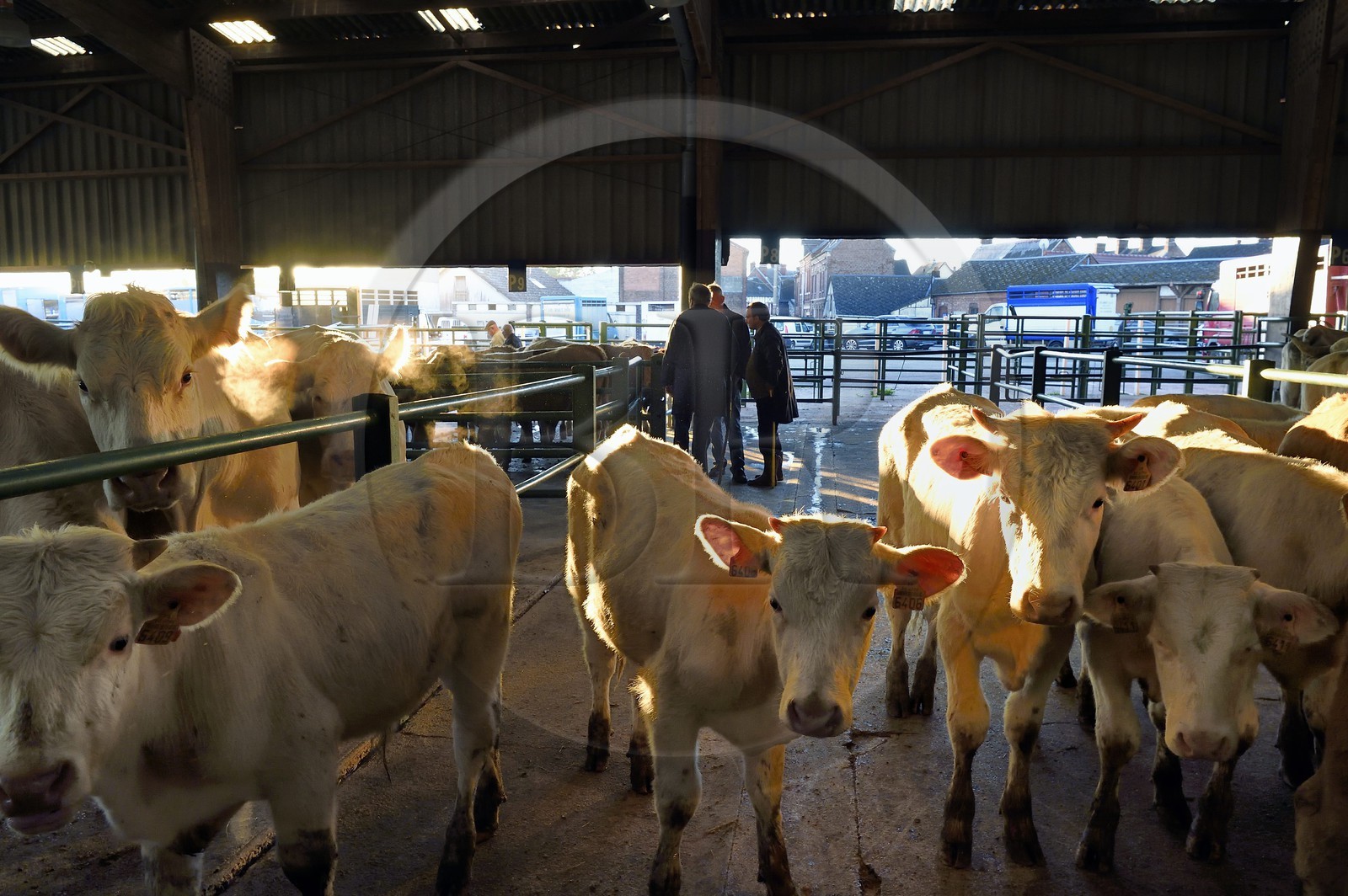 France, Seine-Maritime (76), Forges-les-eaux, marché couvert aux bestiaux