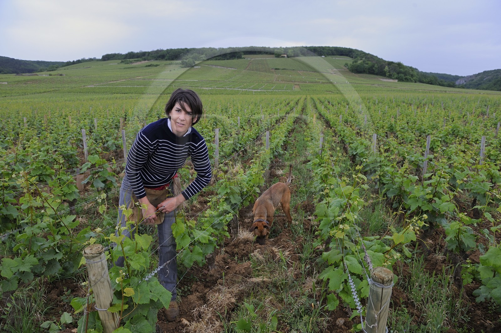 France, Côte d'Or (21), Vosne Romanée, la viticultrice bio Cécile Tremblay