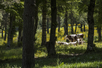 France, Lozère (48), Luc, randonnée avec un âne sur le chemin de Stevenson (GR 70), troupeau de vaches entre forets et prés