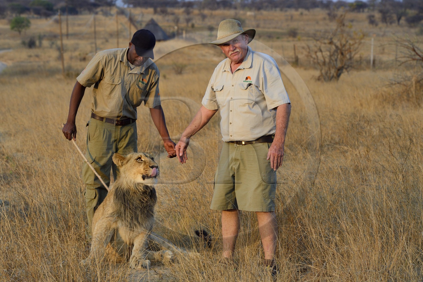Zimbabwe, province des Midlands, Gweru, Antelope Park qui abrite ALERT (African Lion and Environmental Research Trust), marche à pied en compagnie de lions dans la brousse, le managing director Gary Jones et des guides - dresseurs