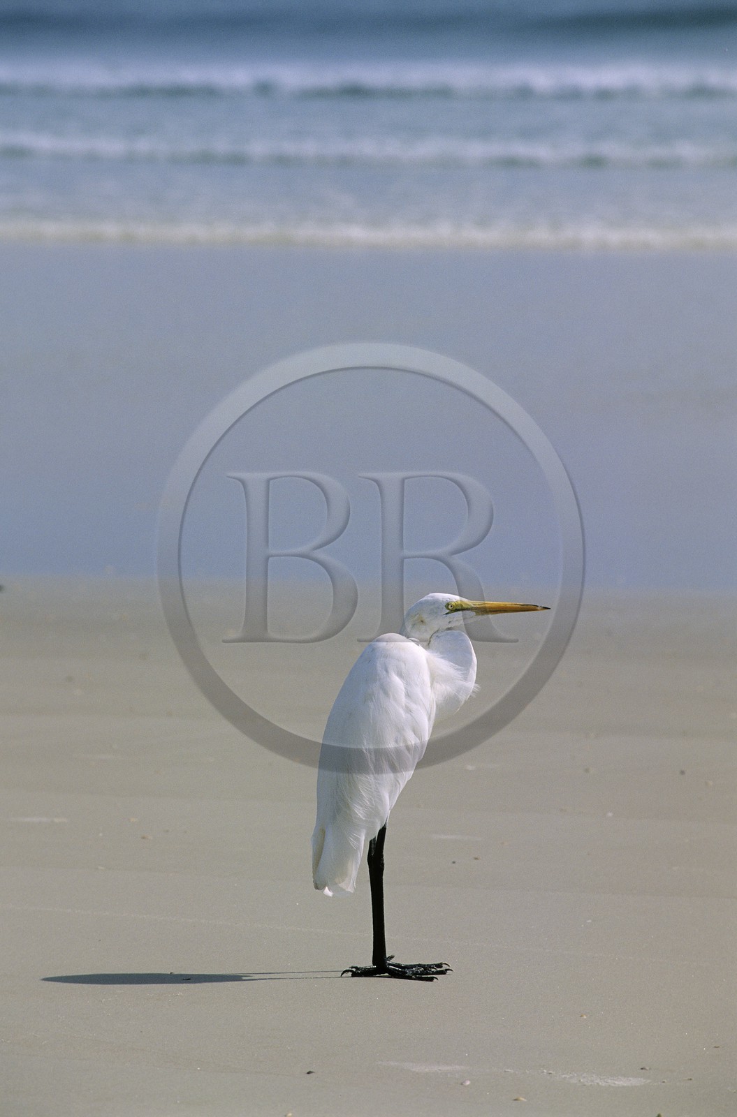 Etats-Unis, Floride, un héron sur la plage