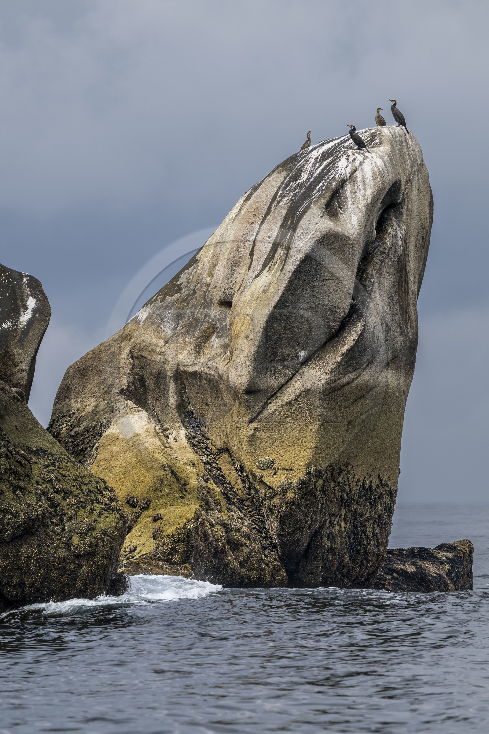 France, Finistère (29), Penmarch, archipel des Étocs, Grand Cormoran (Phalacrocorax carbo) perché sur un rocher