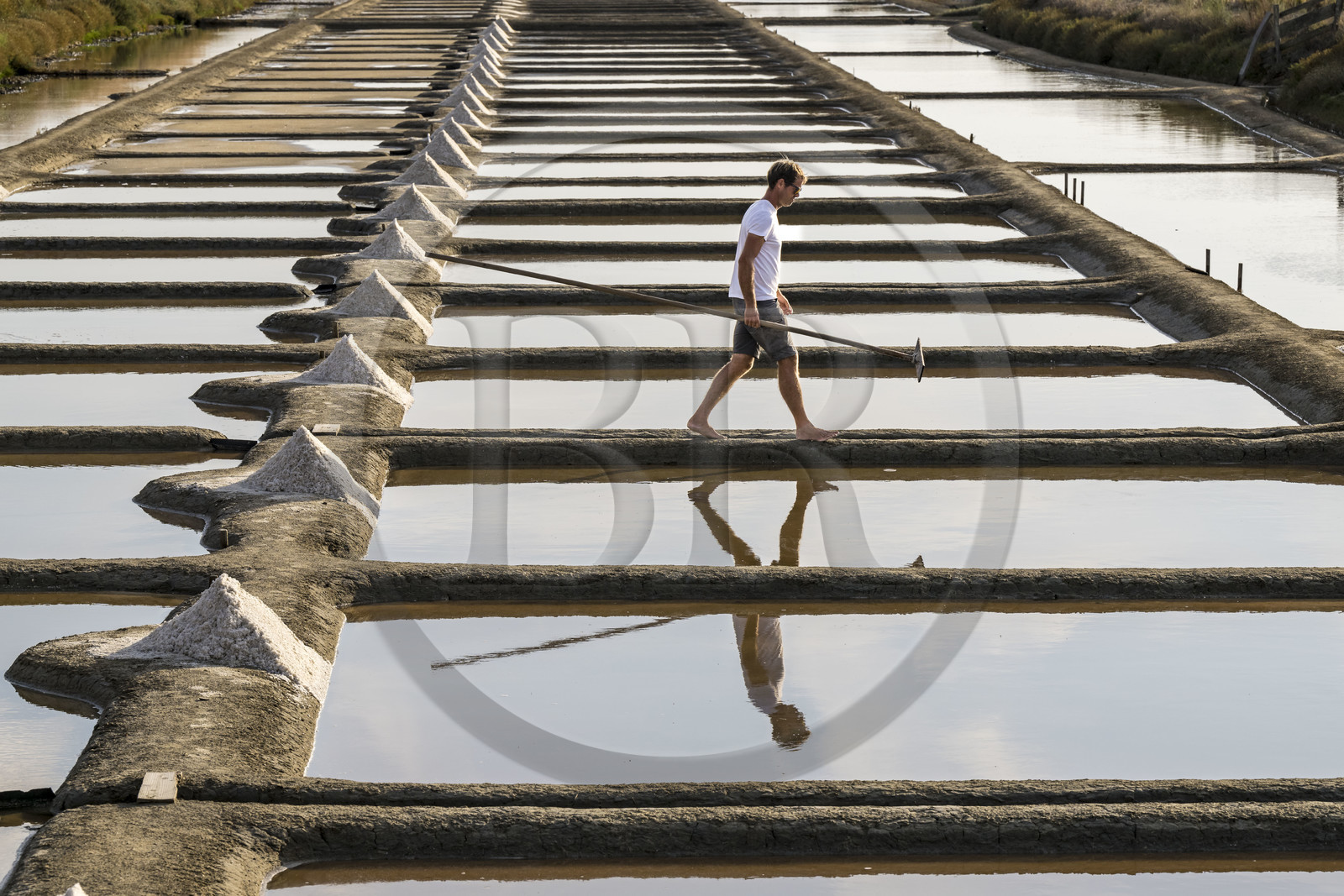 France, Vendee, Les Sables d'Olonne, the Salt Marshes of L'Ile d'Olonne, salt worker Damien Merceron harvesting salt in the Salorge de la Vertonne