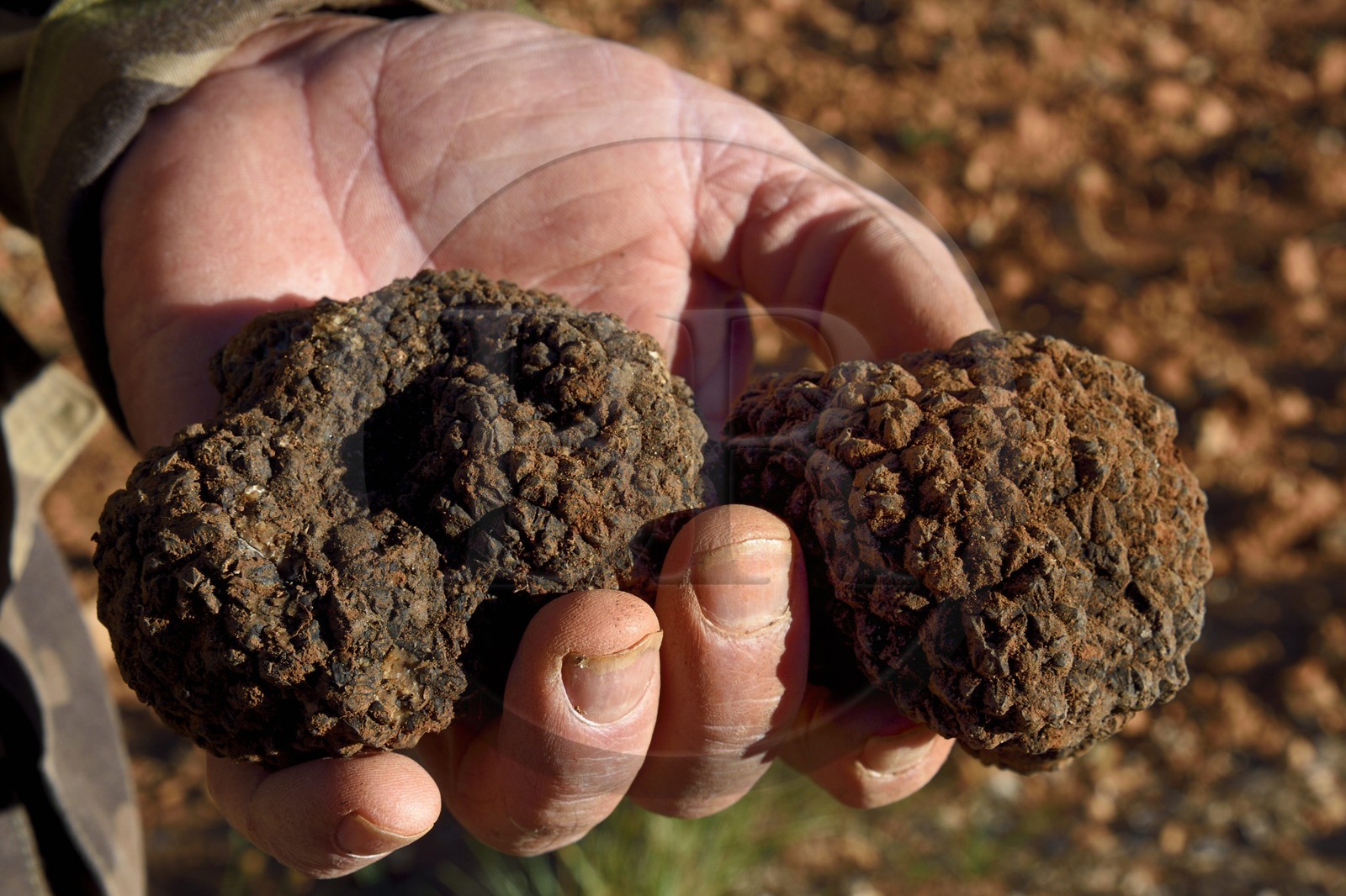 France, Var, Bauduen, Domaine du Hameau des Clos from the truffle grower Marcel Demaria, summer truffle (Tuber aestivum)