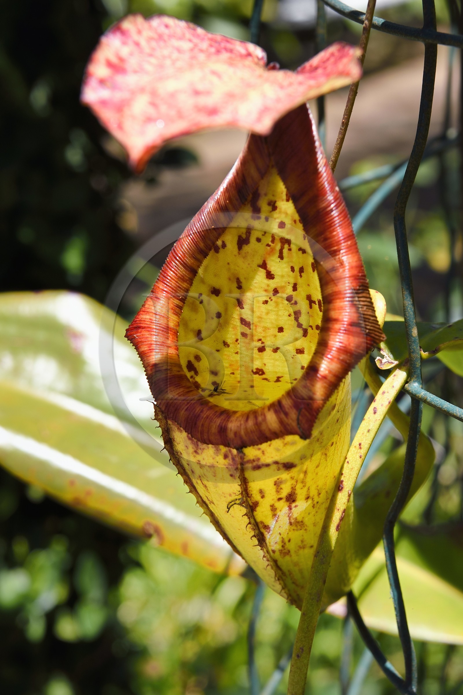 France, Ile de la Reunion, Cirque de Salazie, classé Patrimoine Mondial de l'UNESCO, Hell-Bourg, labellisé les Plus Beaux Villages de France, les luxuriant jardins de la Villa ou Maison Folio, plante carnivore Nepenthes