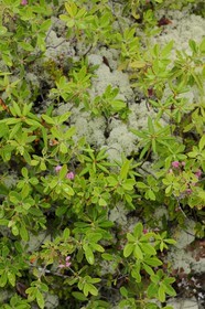 Canada, province du Québec, Côte Nord, Havre-Saint-Pierre, le Parc National Archipel de Mingan dans le golfe du Saint Laurent, plante typique de forêt boréale