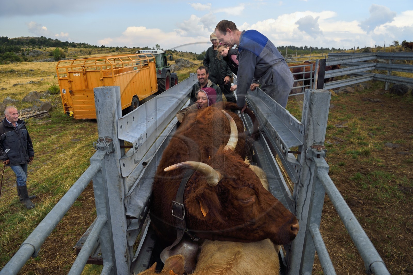 France, Cantal (15), plateau de Chastel-sur-Murat sur le chemin de Saint-Jacques de Compostelle par la Via Arverna, la vétérinaire Sylvie Calmels procède à un diagnostic de gestation sur des vaches Salers dans un corral de contention de l'enclos à bétail
