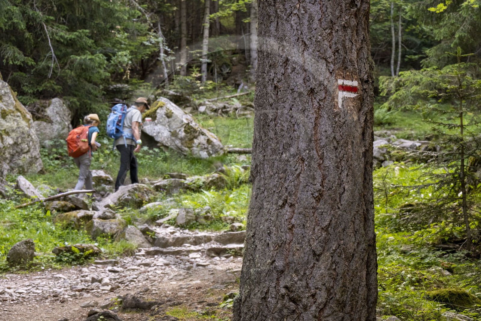 France, Alpes-Maritimes (06), parc national du Mercantour, Haute-Vésubie, Saint-Martin-Vésubie, Val du Haut Boréon, randonnée sur le GR 52 vers le refuge de Cougourde, balisage et signalisation du GR