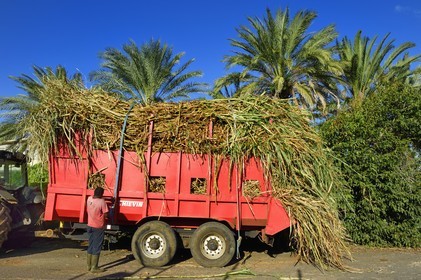France, Ile de la Reunion, Saint-Pierre, Grands Bois, un des 11 centres de réception et de collecte de la canne à sucre aussi appelés Balance, les tracteurs amènent depuis les champs la canne dans des remorques
