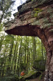 France, Haut-Rhin (68), Thannenkirch, randonnée dans le massif du Taennchel, site dit du Rocher Pointu