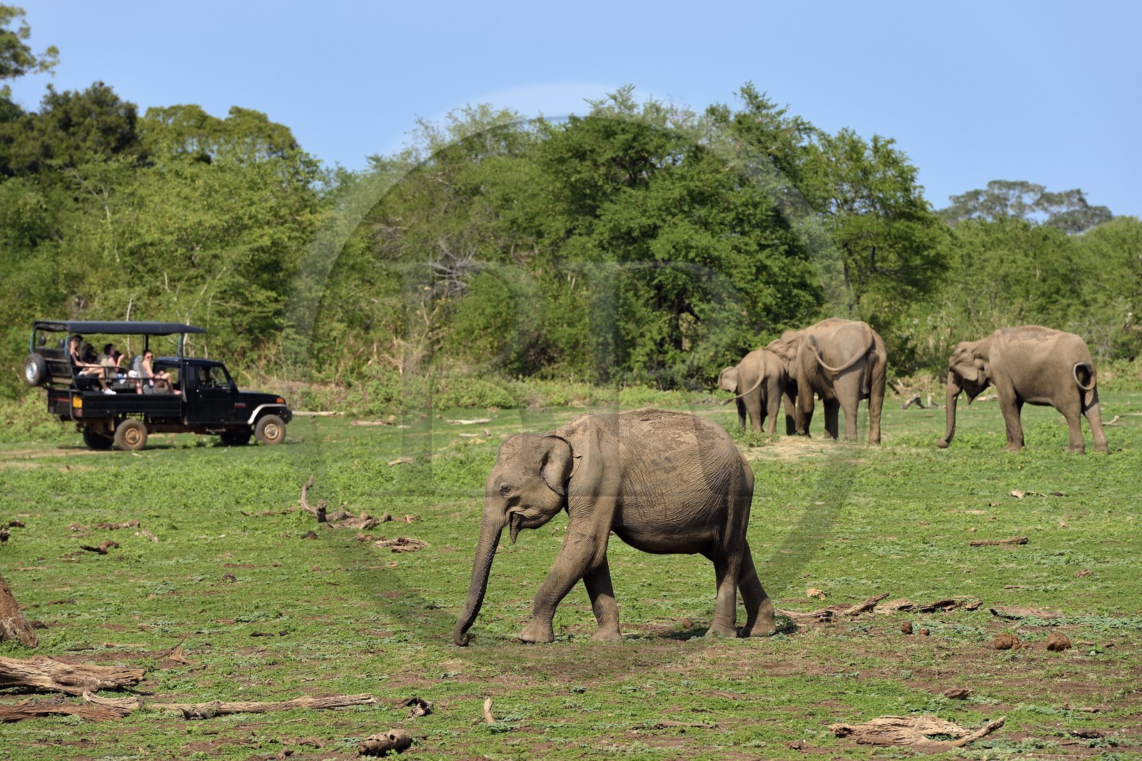 Sri Lanka, province d'Uva, Parc national d'Uda Walawe (Udawalawe National Park), touristes en 4x4 observant des éléphants d'Asie (Elephas maximus)