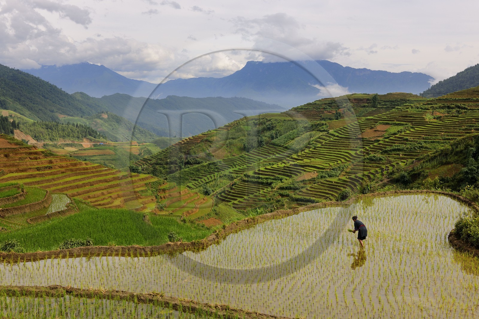 Vietnam, Lao Cai province, North-West Sapa district, woman from the Blue Hmong minority group in the ricefield
