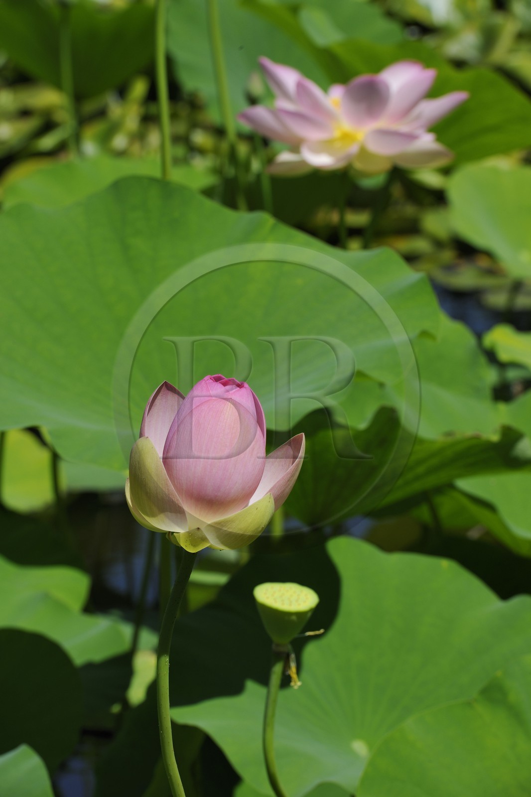 France, Hérault (34), Montpellier, le Jardin des Plantes, lotus des Indes (Nelumbo nucifera gaertner)