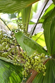Panama, Colon Province, Portobelo, green parrot