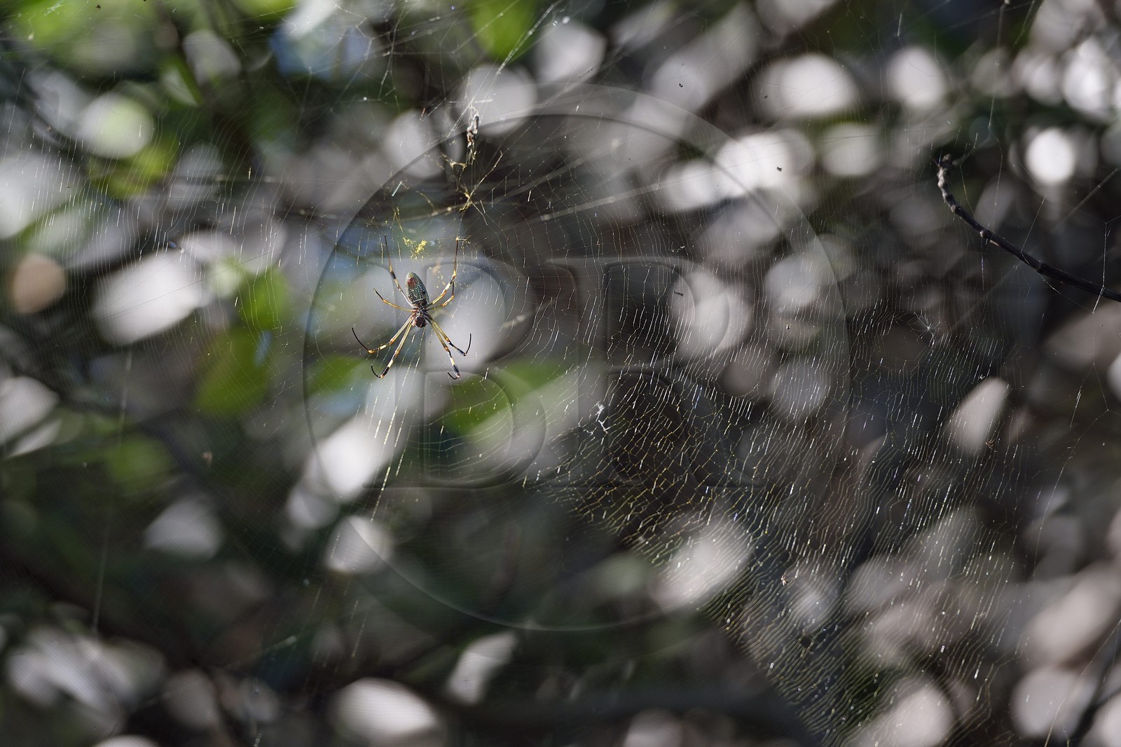 Nicaragua, la côte pacifique de Leon, la mangrove du parc national Isla Juan Venado, araignée fil d'or (Nephila Clavipes)