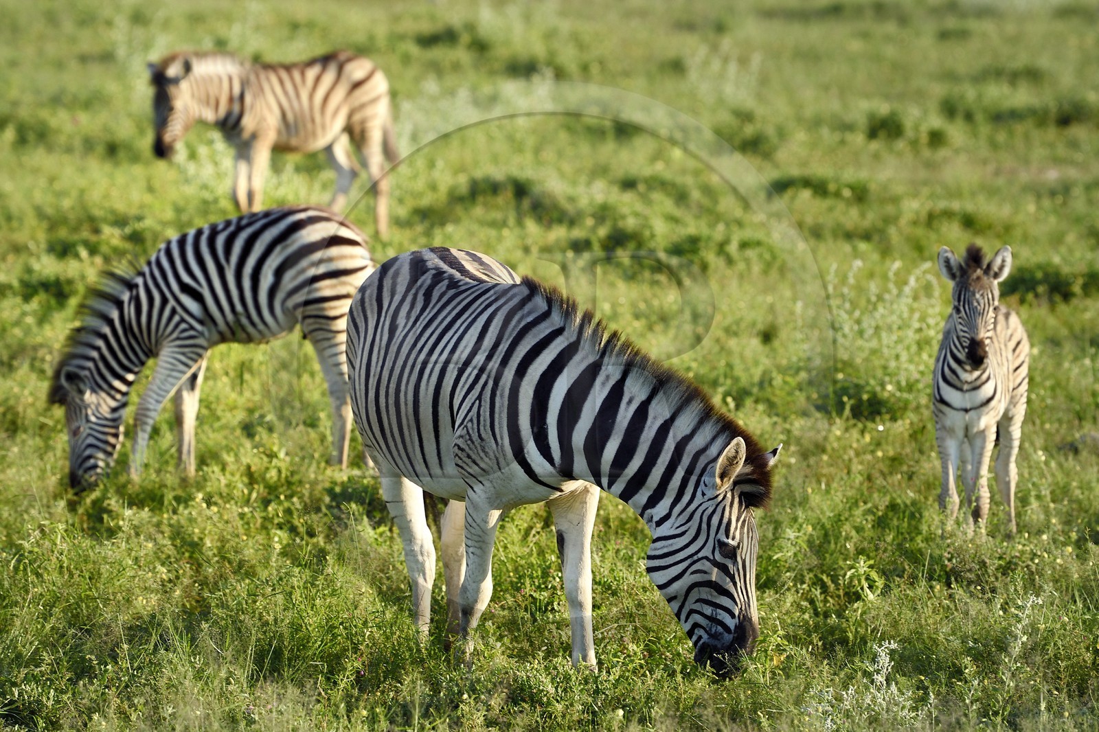 Namibia, Oshikoto region, Etosha National Park, Burchell's zebras (Equus burchellii)